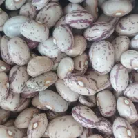 فروش لوبیا چیتی درجه یک دست چین شده