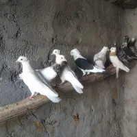 کفتر یا کبوتر