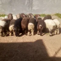 بره نر موجود است ۱۵ کیلو تا ۱۸ کیلو