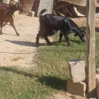 دو عدتیشتر ماده داشتی