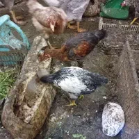 مرغ و خروس
