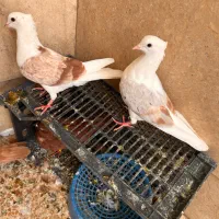 کبوتر