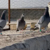 سه عدد سبز ماده جوجه بوم