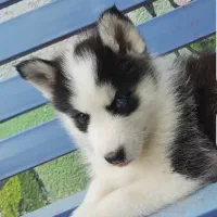 سک هاسکی نر