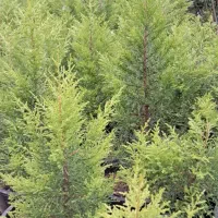 تولید کننده انواع گل های فضای سبز