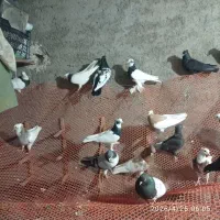 کفتر|پرنده|ارسنجان, |دیوار