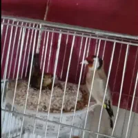 فروش سهره و سهره قناری