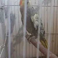 معاوضه خرگوش با عروس