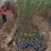 نهال|گل و گیاه طبیعی|خرمآباد, |دیوار