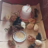 جوجه محلی هر روز فروشی