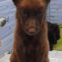 سگ ژرمن