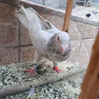 کبوتر|پرنده|مشهد, محمدآباد|دیوار