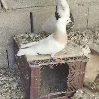 طوقی معاوضه