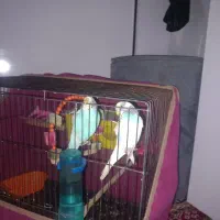 یک‌جفت‌مرغ‌عشق