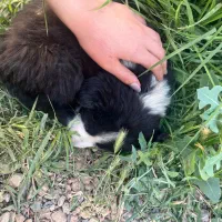 توله سگ برای سرپرستی