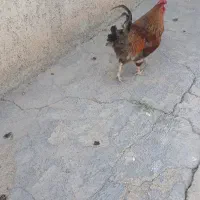 مرغ‌خروس‌محلی
