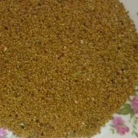 فروش بذر ینجه کوشش اصل (بشرط)