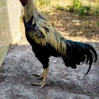 خروس لاری