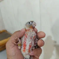 جوجه گرینچیک
