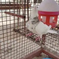 طوقی بدون غلط
