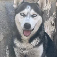 سگ حاسکی|سگ|کلاله, |دیوار