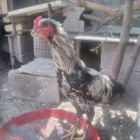 خروس دورگه