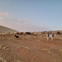 سگ گله ایی