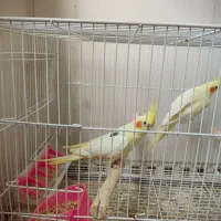 عروس هلندی دوکت لوتینو