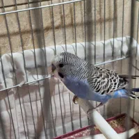 مرغ عشق زیبا