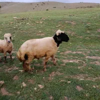 قوچ|حیوانات مزرعه|دورود, |دیوار