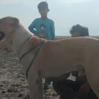 سگ افغان سرابی