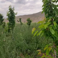 باغ