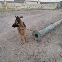 سگ ژرمن نژاد اصل