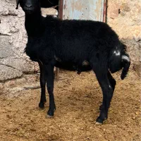 بره قوچ قره قزل اصل