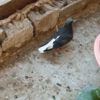 پرنده کوهی دم سفید