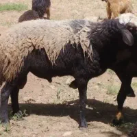 قوچ یا ورن