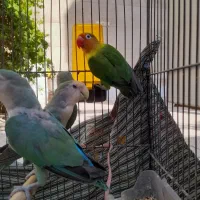 کوتوله،پرنده،طوطی برزیلی