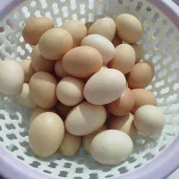 تخم مرغ محلی