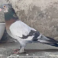 کبوتر ترکیه ای تاکلا