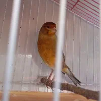 قناری نر سرخ و ماده اماده