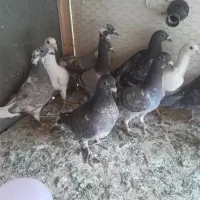 کفتر پلاکی عطیقه