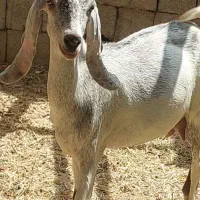 دوراس بز پاکستانی آبستن سنگین سر مایه