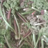 ریواس|گل و گیاه طبیعی|اراک, |دیوار