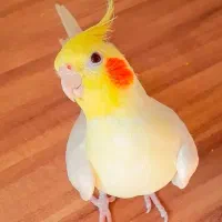 عروس هلندی بسیار باهوش