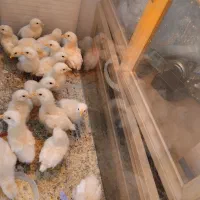 جوجه راس گوشتی