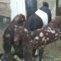 پاکستانی بز ۳قلو دار بی شاخ با ۳تا بزغاله