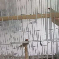 کینگ|پرنده|شهر ری, سیزده آبان|دیوار