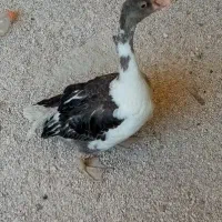 غاز ماده تخم گذار