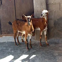 ۲عدد کهره گوشتی داشتی ۲ نری  کهره بابچه نر وماده