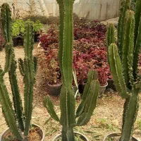 افوربیا ۱۸۰ سانتی خاص کاکتوس